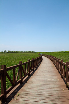 崇明东滩湿地公园 蓝天 道路