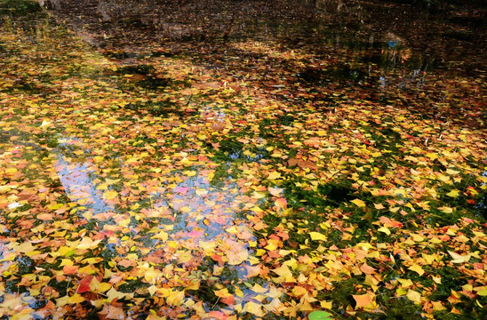 秋色满池塘