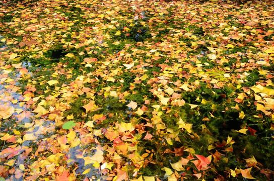 秋色满池塘