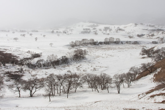 冬日雪原 暴风雪 下雪