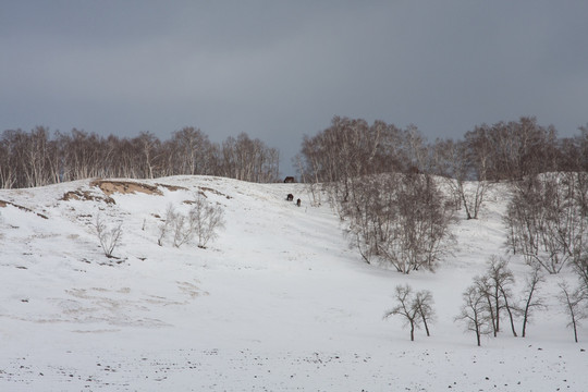 冬日雪原 马群 白桦树 山坡