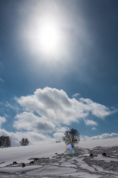 冬日雪原 马群 白桦林 太阳