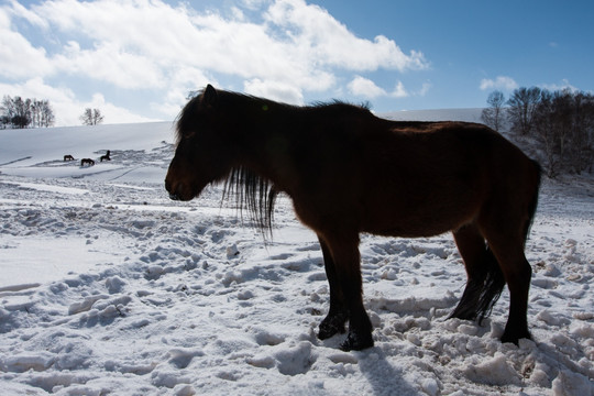 冬牧 积雪 一匹马 山坡