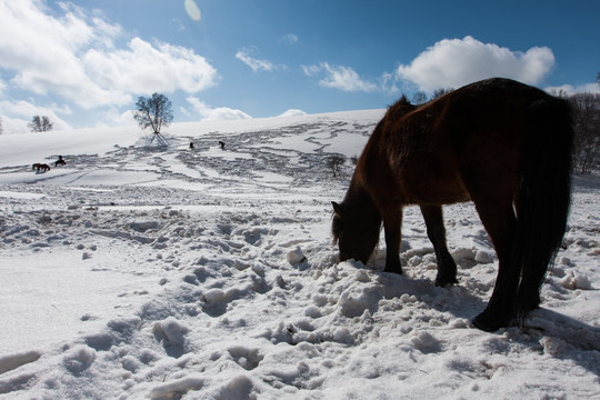 冬牧 积雪 一匹马 山坡