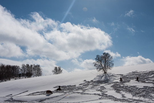 冬日雪原 马群 白桦林