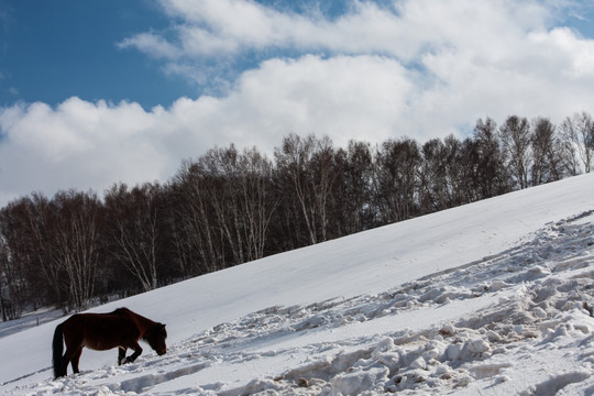冬日雪原 白桦林 一匹马