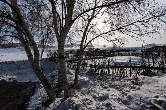 冬日雪原 白桦树 太阳 围栏