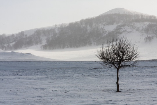 冬日雪原 小树 风雪交加