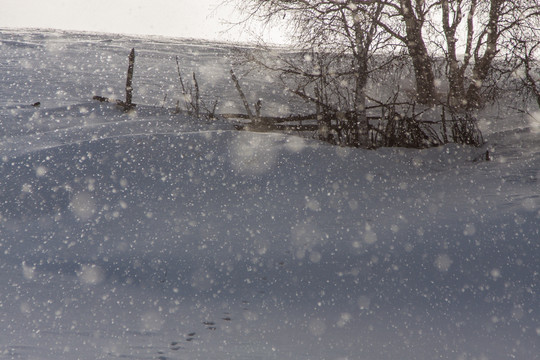 冬日雪原 暴风雪 白桦树 雪花