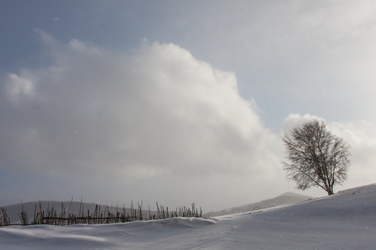 冬日雪原 暴风雪 白桦树 围栏