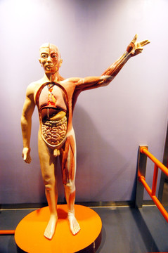 人体器官解剖模型