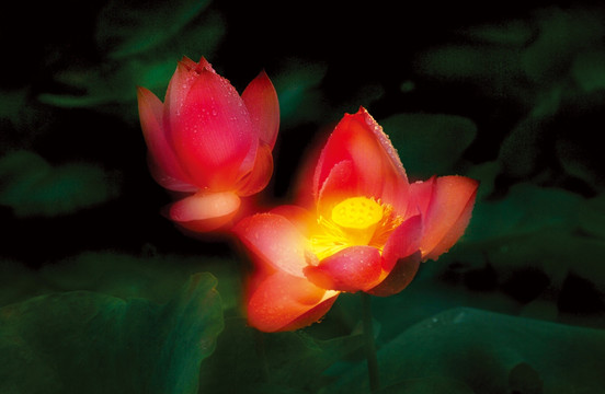 荷花