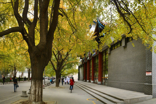 四川大学银杏秋色（接片）