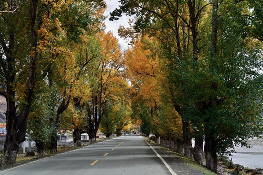 林间公路