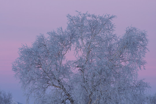 雪原晨曦 白桦林 冷暖对比