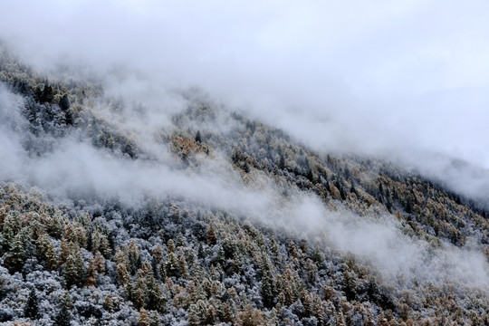 四姑娘山