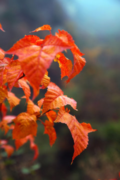 深秋的红叶