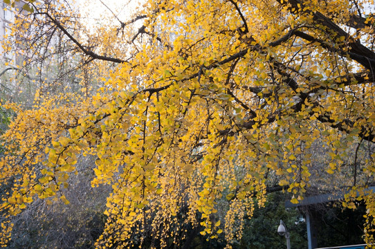 银杏树