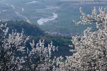 野杏花  库尔德宁 天山春景