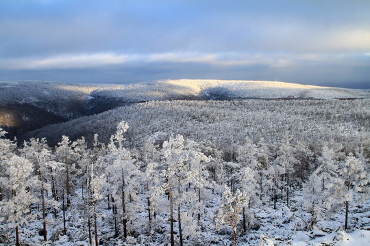 大岭雪林