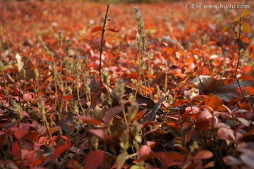小植物