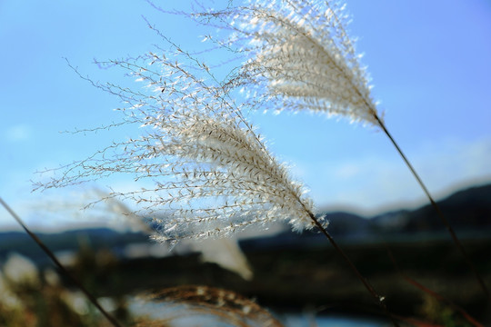 芦苇杂草素材