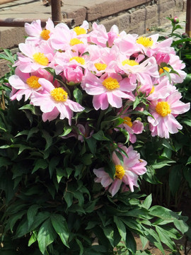 芍药