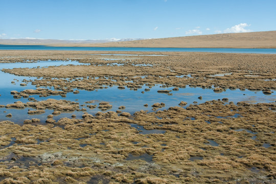 西藏风光 湿地