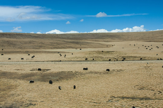 西藏的牦牛 高寒草原