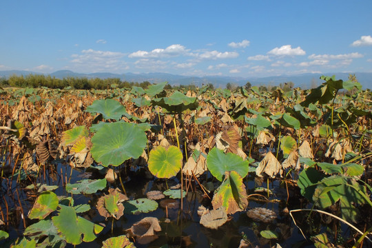 西昌 邛海湿地公园