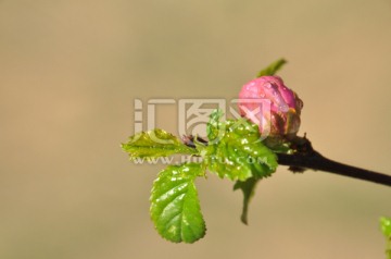 清新带露桃花大图