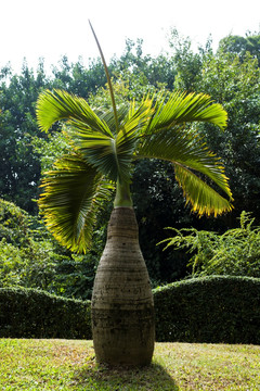 热带植物 纺锤树