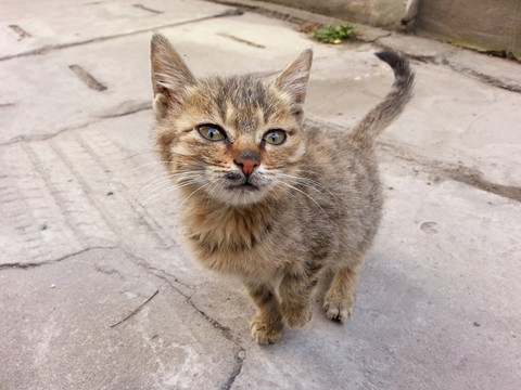 小黑猫