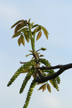 春芽