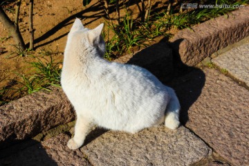 大白猫