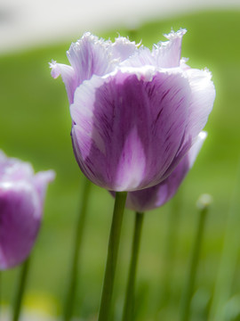 阳光照耀下的白紫色郁金香花朵