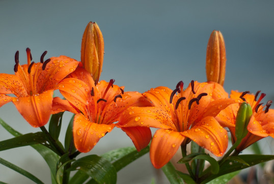 雨后橙色百合花