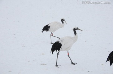 双鹤