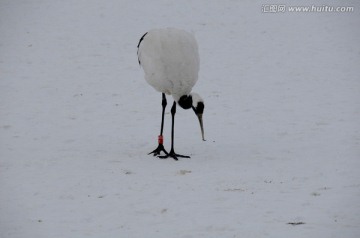 单鹤