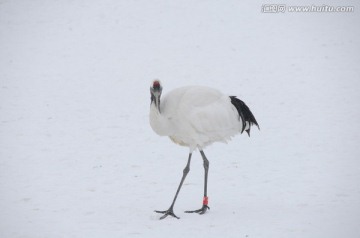 单鹤