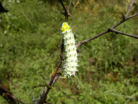 刺虫