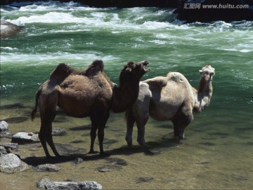 骆驼 双峰家驼 河水 河流