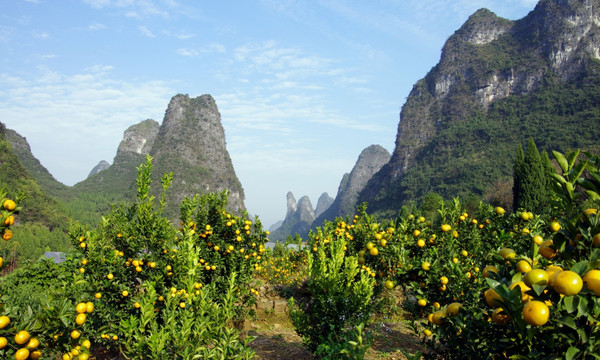 果园 风景