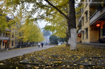 广东韶关南雄帽子峰杏树