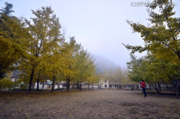 广东韶关南雄帽子峰杏树