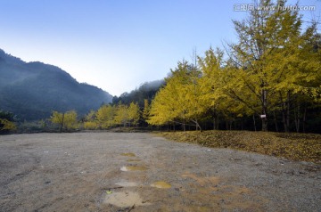 广东韶关南雄帽子峰杏树