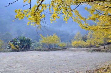 广东韶关南雄帽子峰杏树