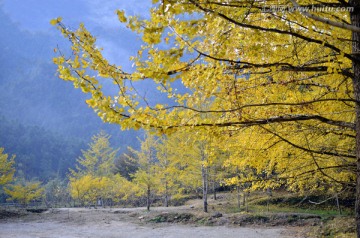 广东韶关南雄帽子峰杏树