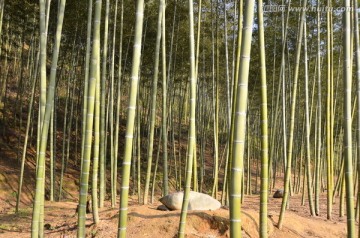广东韶关南雄帽子峰竹林