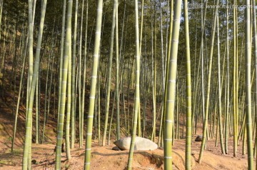 广东韶关南雄帽子峰竹林